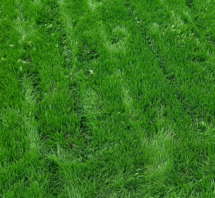 Zakładanie trawników z siewu